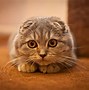 Image result for Scottish Fold Munchkin