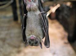 Image result for Male Fruit Bat