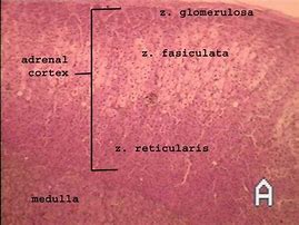 Image result for Adrenal Cortex Histology