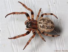 Image result for Bugs and Spiders