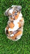 Image result for Mini Aussie Mix Puppies