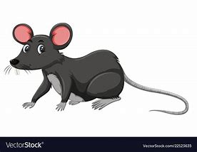 Image result for White Rat Meme