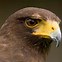 Image result for Hawk with Bird On Back