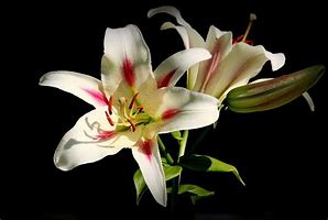 Image result for White Stargazer Lilies