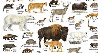 Image result for North American Mammals List