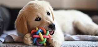 Image result for Toys for Blind Dogs