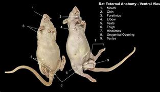 Image result for Rat Incisors