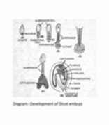 Image result for Dicot Embryo Development