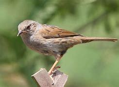 Image result for Dunnock