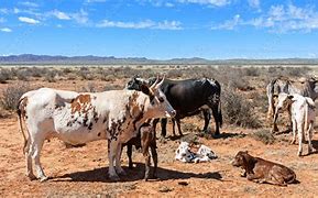 Image result for Stock Images Nguni Cattle