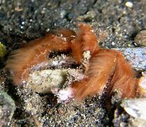 Image result for Crab Oreganata