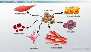 Image result for Stem Cell Function