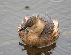 Image result for African Little Grebe