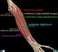 Image result for Bicep and Forearm