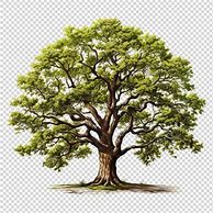 Image result for PSD Tree White