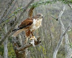 Image result for Ferruginous Hawk