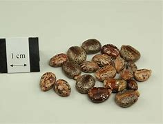 Image result for Castor Seed Logo