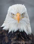 Image result for Bald Eagle Flying Head above Wings