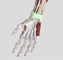 Image result for Flexor Retinaculum of the Hand Function