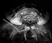 Image result for Macro Eye Photography Black and White