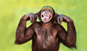 Image result for Funny Monkey Images. Free