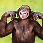 Image result for Funny Things Monkey Only