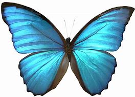 Image result for Blue Morpho Butterfly Wings