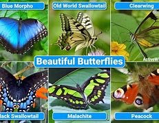 Image result for Amazing Butterflies