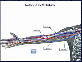 Image result for Ventral Aspect of Wrist