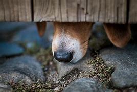 Image result for Dog Nose Close Up