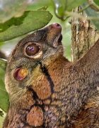 Image result for Colugo