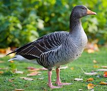 Image result for Greylag Goose Egg Roll