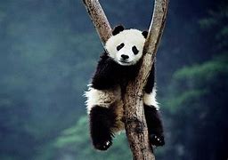 Image result for Grand Panda