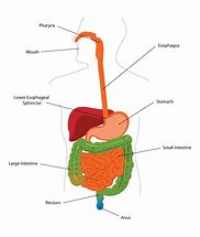 Image result for Digestive Tract