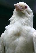 Image result for Albino Crow