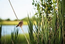 Image result for Swamp Sparrow