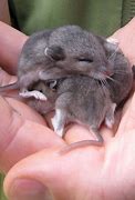 Image result for Newborn Baby Vole