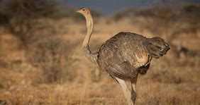 Image result for Ostrich