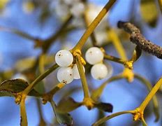 Image result for Mistletoe Plant