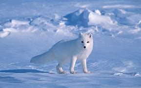 Image result for Arctic Fox HD