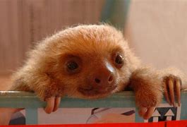 Image result for Baby 3 Toed Sloth