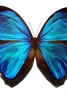 Image result for Amazing Butterflies