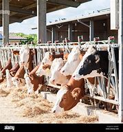 Image result for Feeding Cows Hay