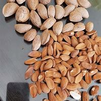 Image result for Mamra Almonds