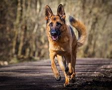 Image result for K9 Wallpaper