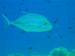 Image result for Bluefin Jack Fish