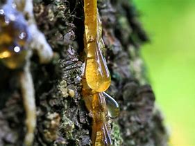 Image result for Tree Sap Plaster