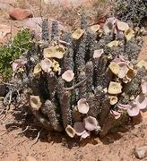 Image result for Hot Desert Plants South Africa