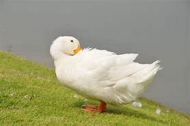 Image result for baby white ducks names