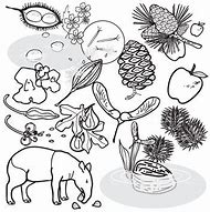 Image result for Seed Dispersal Clip Art